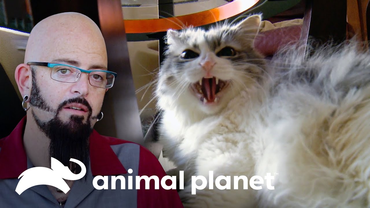 3 grandes mudanças de comportamento de gatos domésticos | Meu gato endiabrado | Animal Planet Brasil