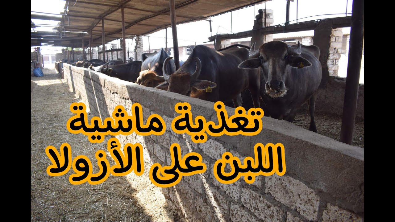 تغذية ماشية اللبن على الأزولا