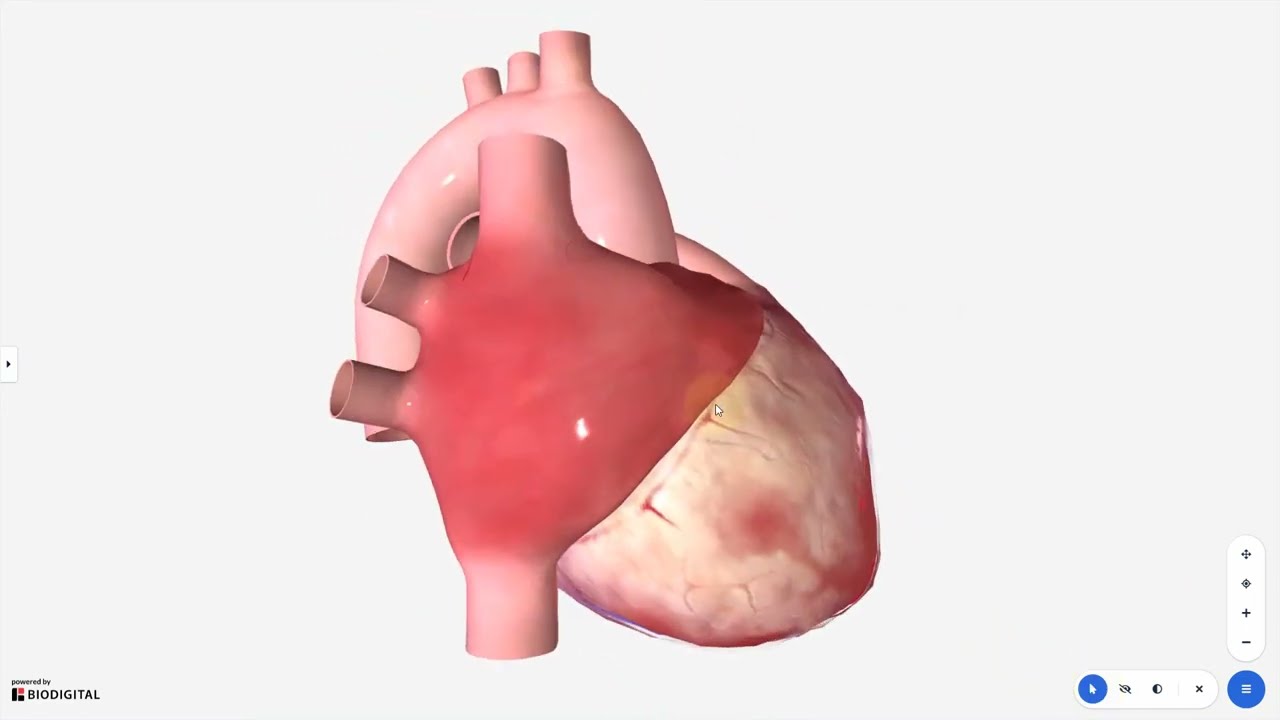 How to use the Biodigital 3D Models in MindTap