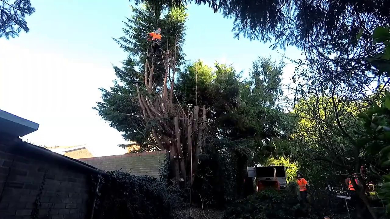 Conifer Tree Removals - Oct 2018