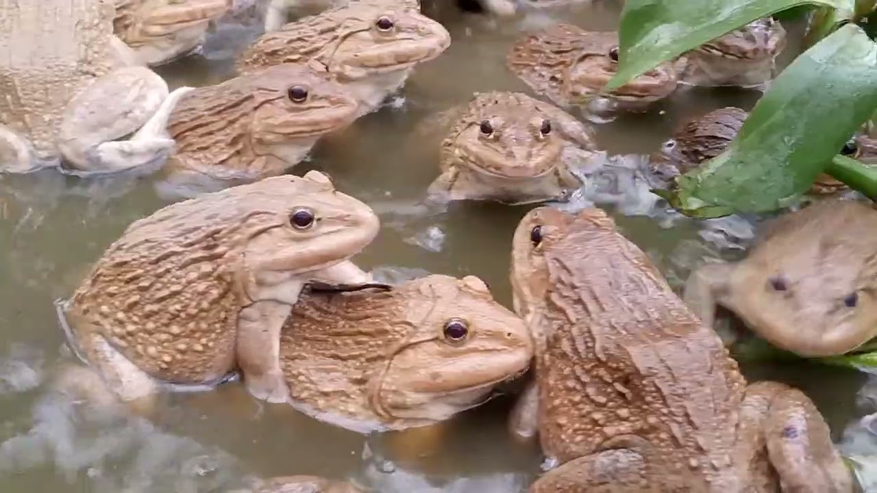 Frogs kept at home#frog