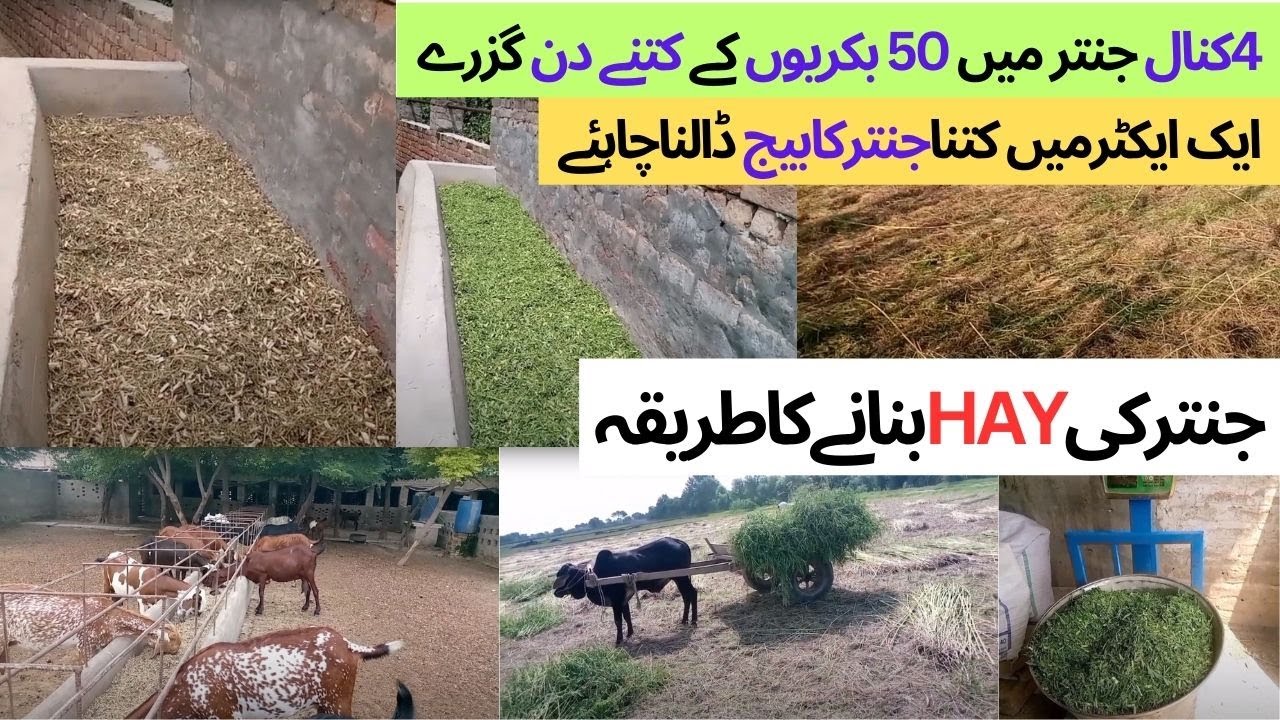 Jantar Ki Hay | Jantar Ki Hai Banane Ka Tarika | Jantar Ki Hay Kaise Banaen | Goat Feed Management