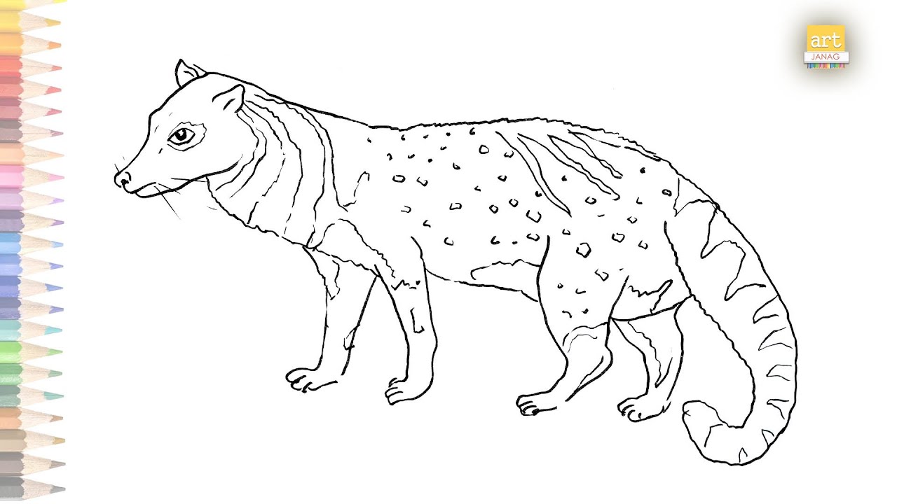 African civet drawing easy | How to draw African civet step by step