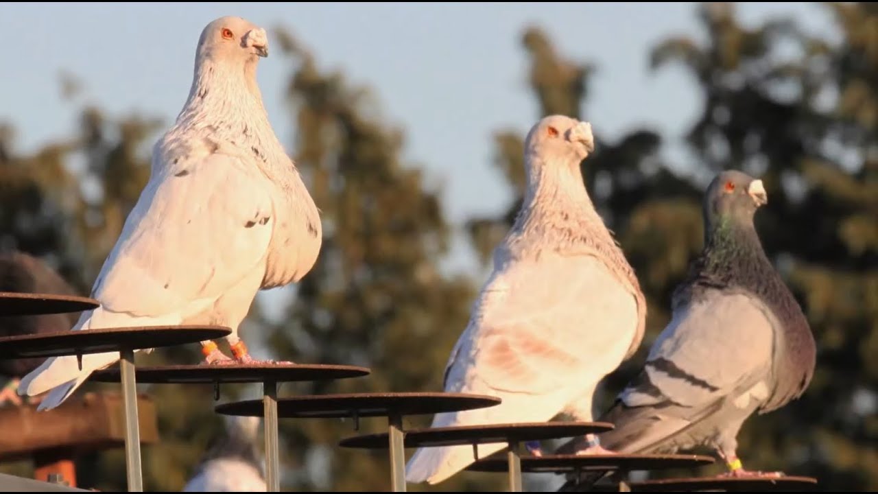 “Granadino Pouter Spanish Cropper Farm – Best Breeding Setup & High Quality Birds”