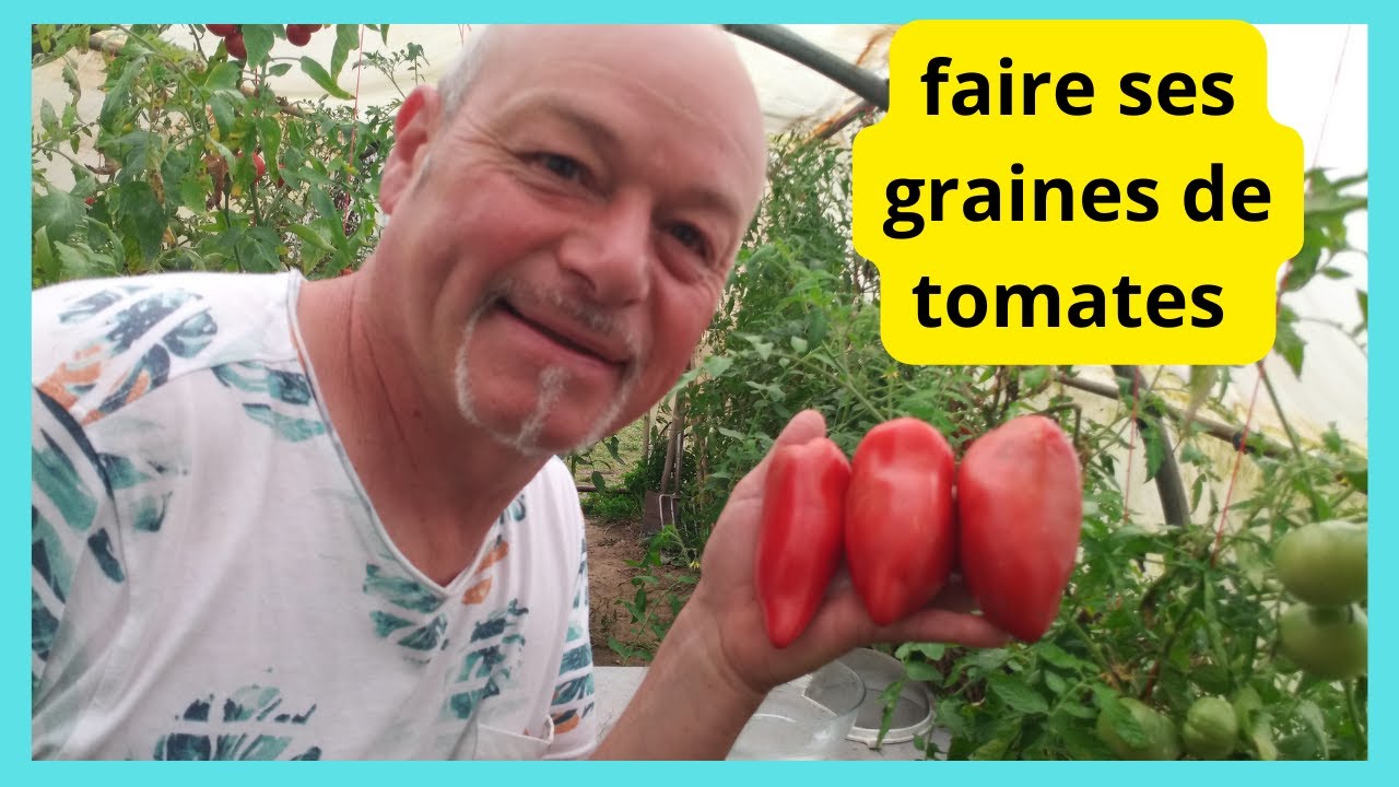 Faire ses graines de tomates anciennes :  ici  la  CORNUE DES ANDES,   une tomate délicieuse.