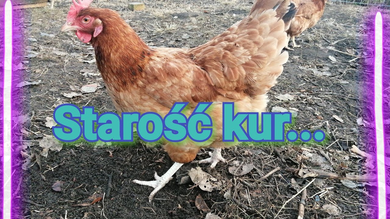 Starość u kur. Objawy, skutki. 🙂