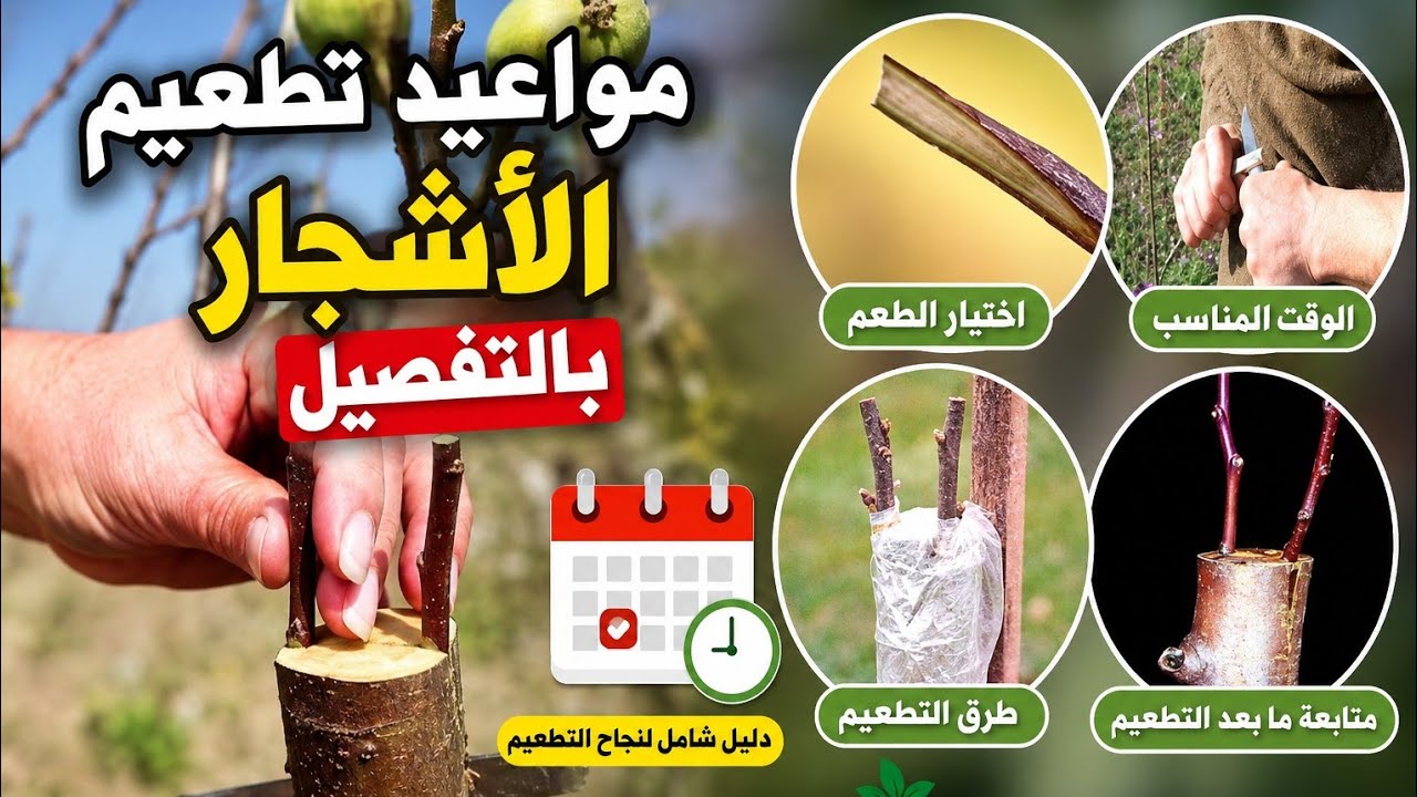 مواعيد تطعيم كل الاشجار بالتفصيل