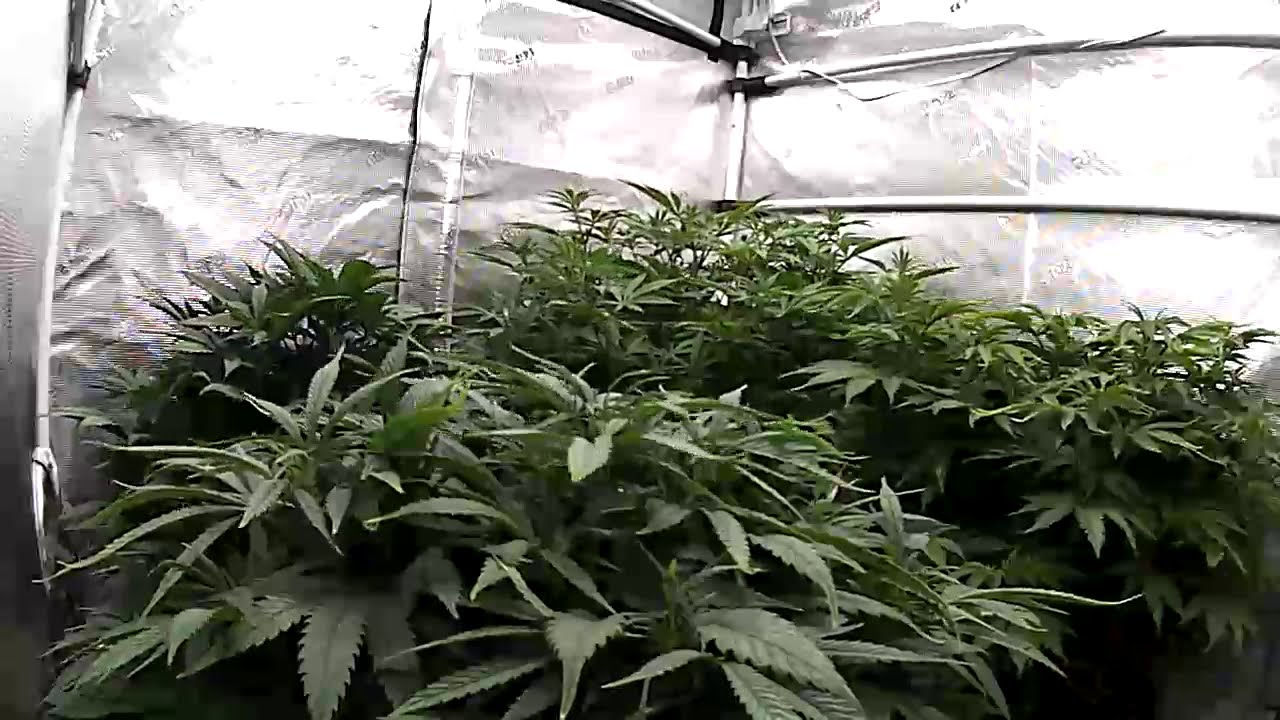 HLG600 V2 RSpec 32&rdquo;-36&rdquo; at 60% power in veg Indoor Cannabis Grow Christmas Eve 12/24/20 4'x4' X 7'11