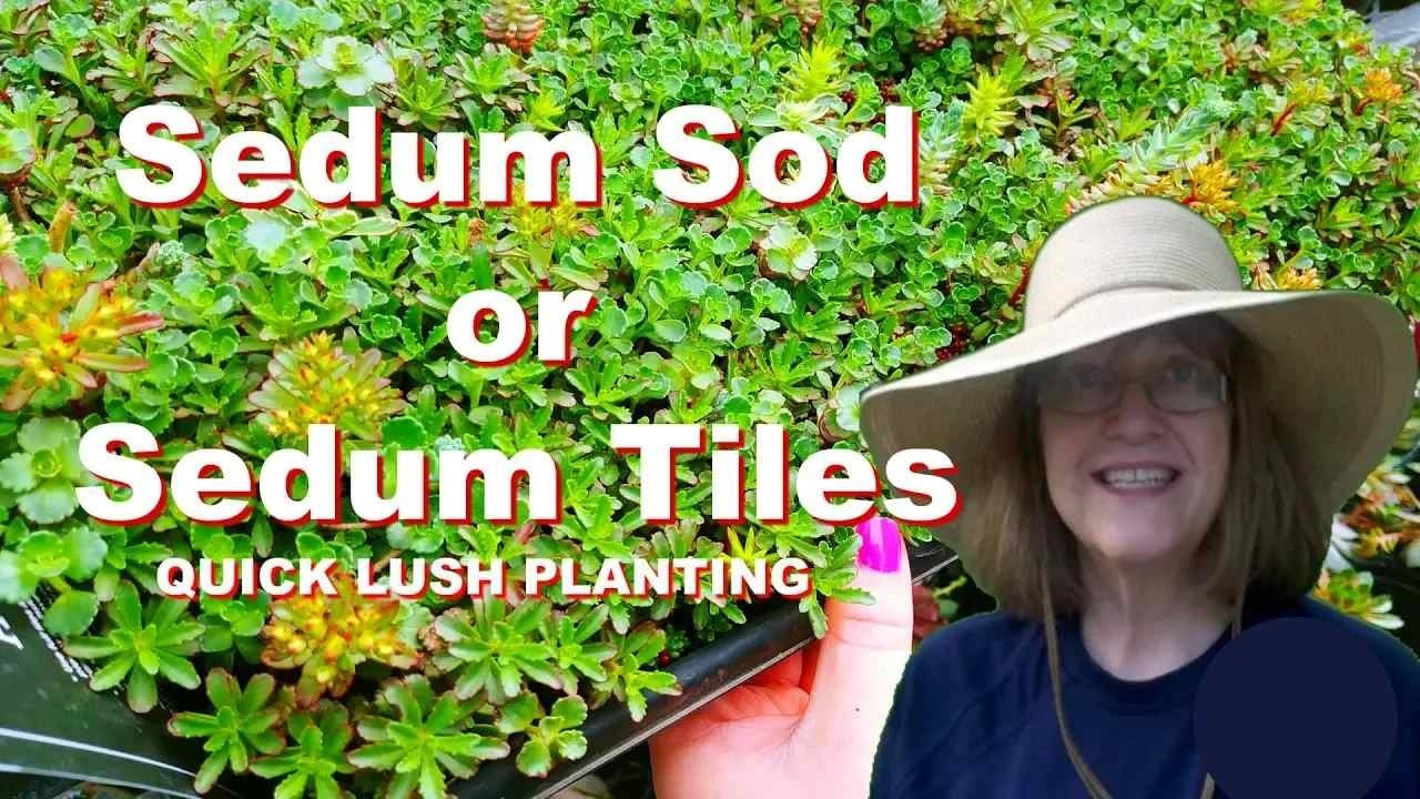 Sedum Sod - Instant Full & Lush Planted Hypertufa Pot