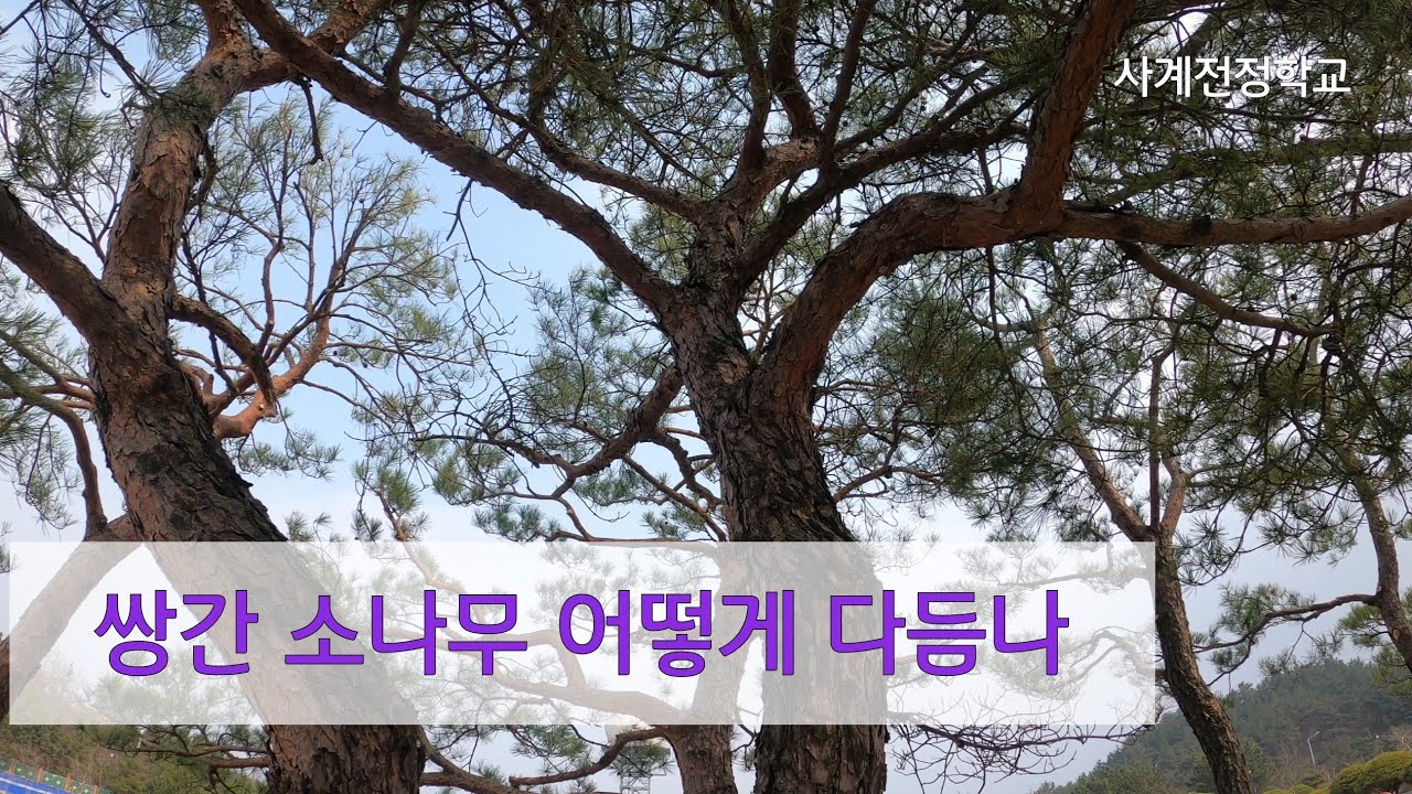 쌍간 소나무 어떻게 다듬나 #174사계전정학교 24 03 04