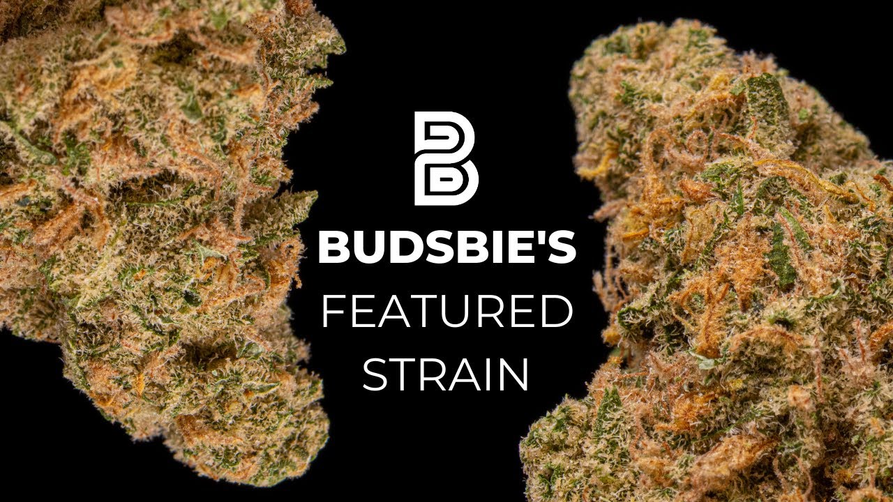 Jack Herer from Trulieve | Budsbie's Featured Strain