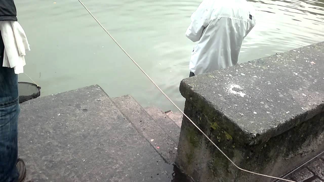 Pesca de sargo real 1,5kg!!