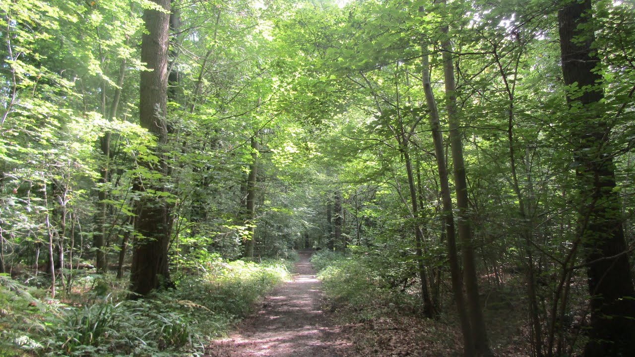 Gontrode en Landskouter – Natuurbeleving in het Aelmoeseneiebos