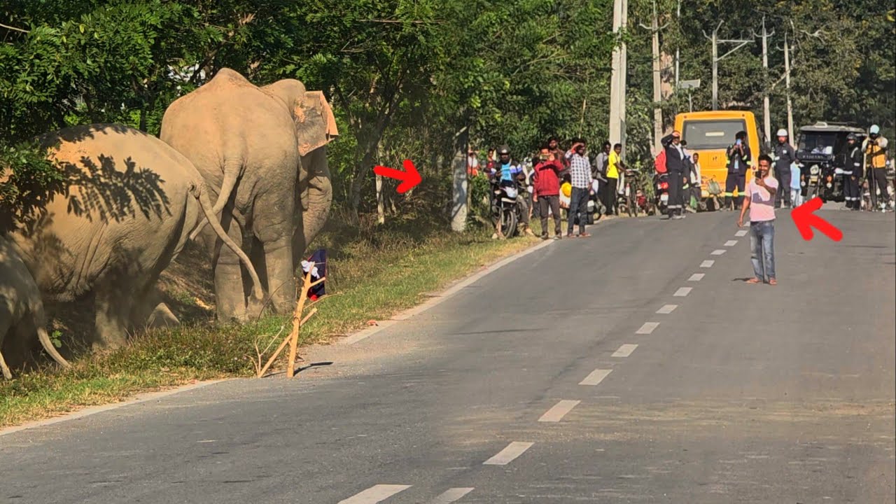 6 February 2026 #assam #animals #wildlife #viralvideo 