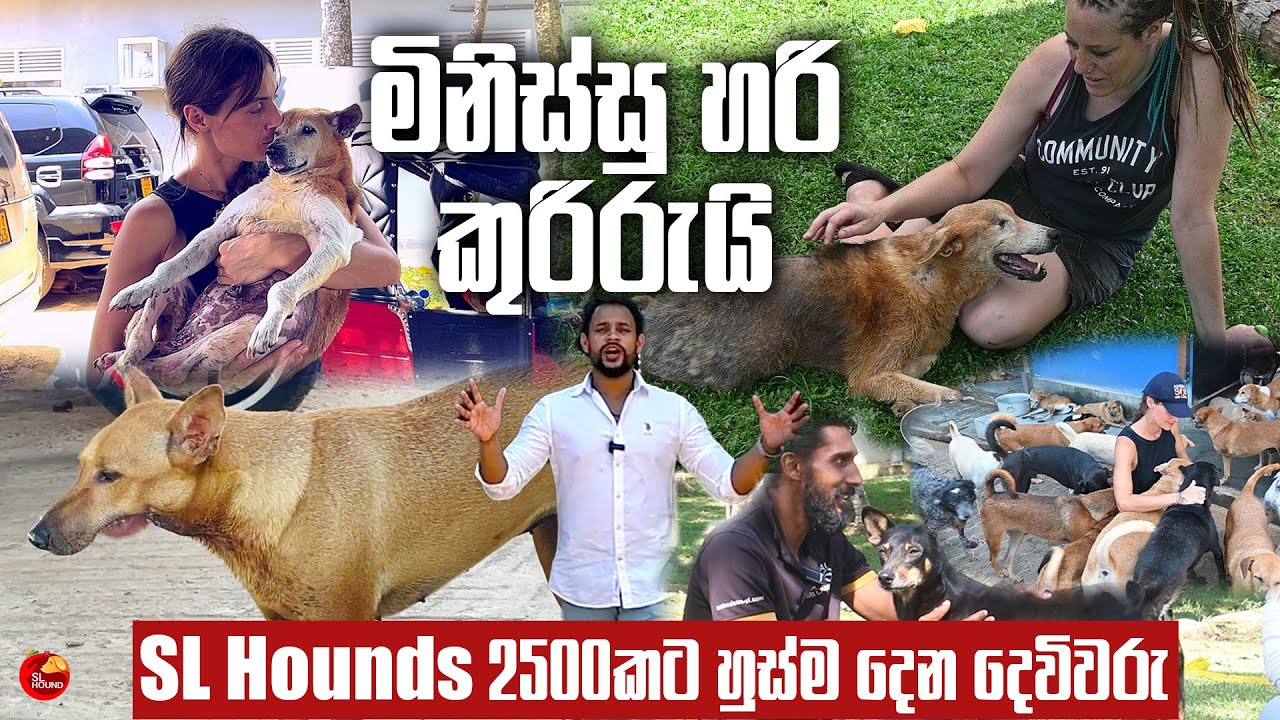 හක්කපටස් ගහන, උණු වතුරෙන් පුච්චන උඹල කොහෙද බං මිනිස්සු වෙන්නේ ? | Pet Talk