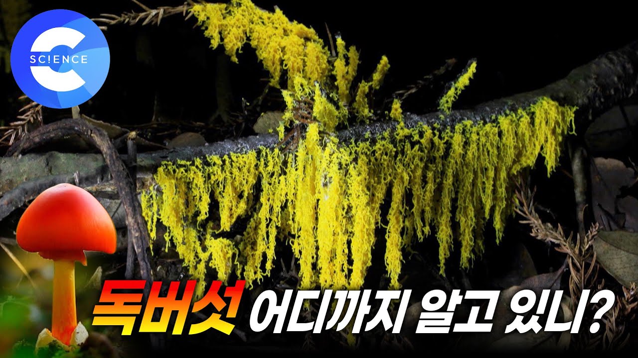 흥미진진한 버섯의 세계 🍄 가을철 주의해야 할 독버섯 구별법