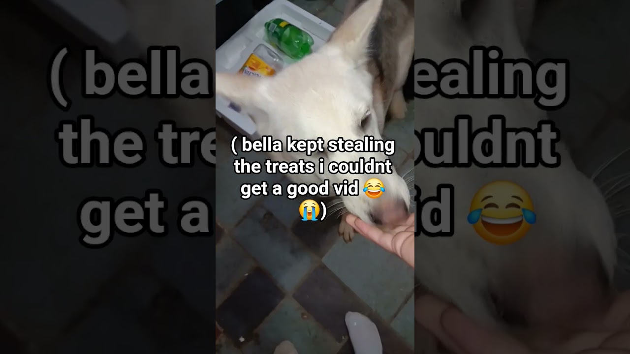 she kept stealing Ravens treats! 😭🐾🐶 