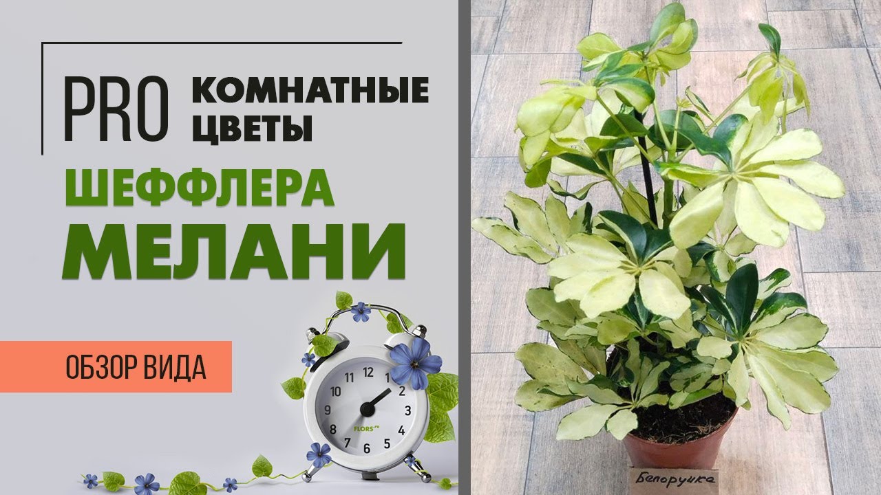 Шеффлера Мелани - обзор популярного сорта | Оригинальное комнатное растение