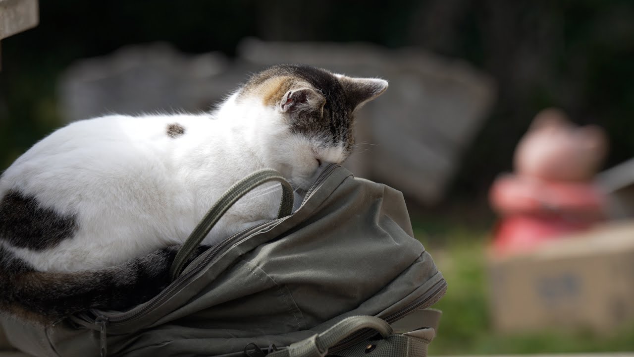 【猫島へひとり旅】ネコだらけの猫島でねこにまみれる3時間　宮城県田代島 4K