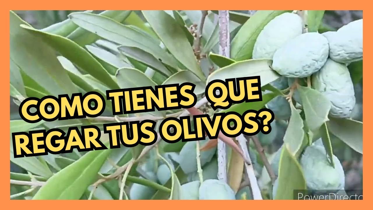 💦 As&iacute; es como Tienes que Regar Tus Olivos