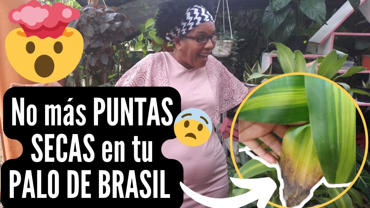 ❌🚫 NO PUNTAS SECAS EN EL PALO DE BRASIL|| El Rincón de Nora 🌿