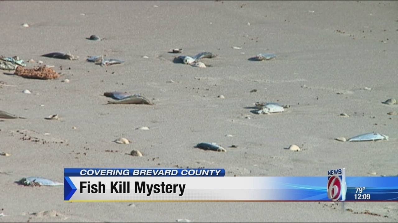 Fish Kill Mystery