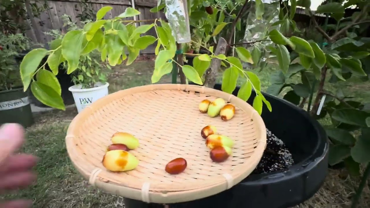 15) Ăn thử táo Tàu Răng ngựa, Sherwood, Chico, và GA866 hái từ cây trồng tại vườn nhà