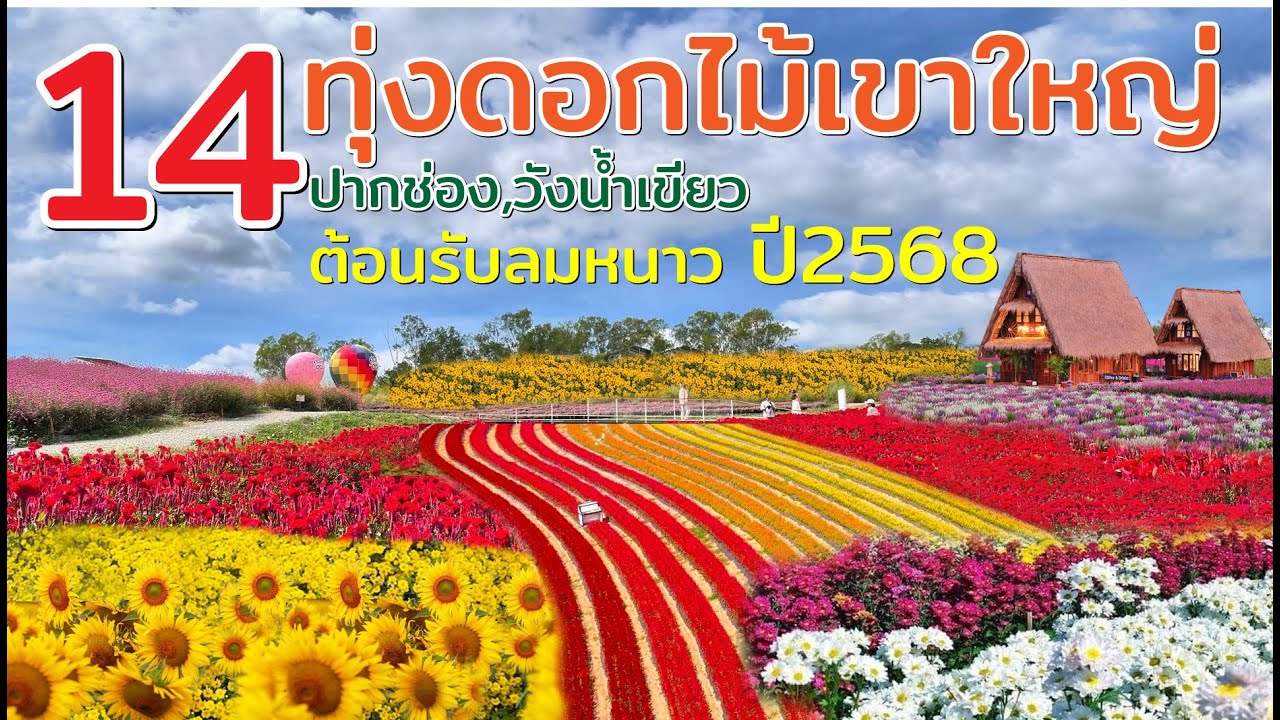 ชม 14 ทุ่งดอกไม้เขาใหญ่ ปากช่อง วังน้ำเขียว เที่ยวรับลมหนาว 2568 สวยสดงดงาม ไม่ต้องไปไกลถึงภาคเหนือ