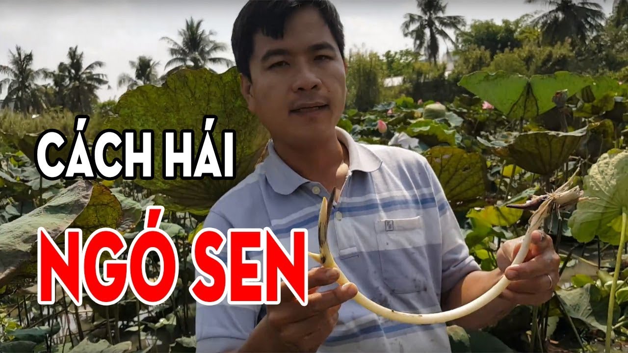 Kinh nghiệm: L&agrave;m sao h&aacute;i được ng&oacute; sen non m&agrave; lại ngon ?