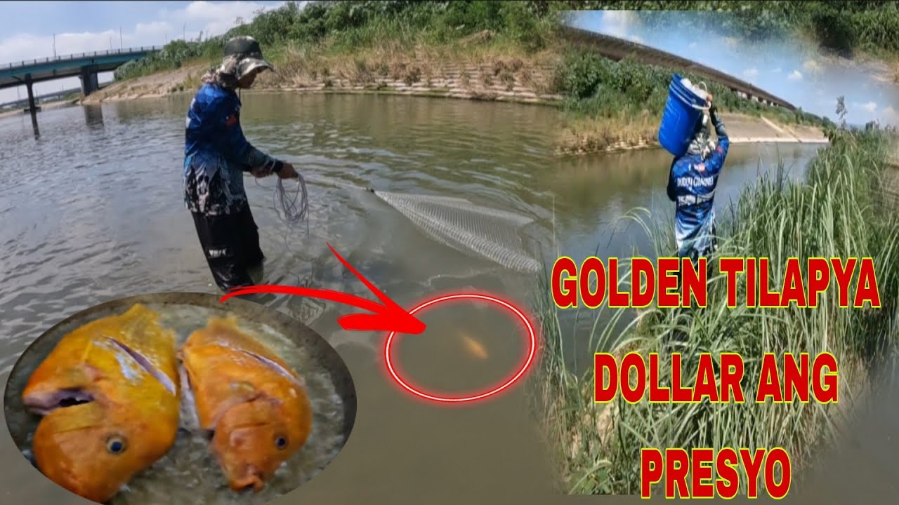 GOLDEN TILAPYA TATLONG ARAW KONG ULAM ANG SARAP