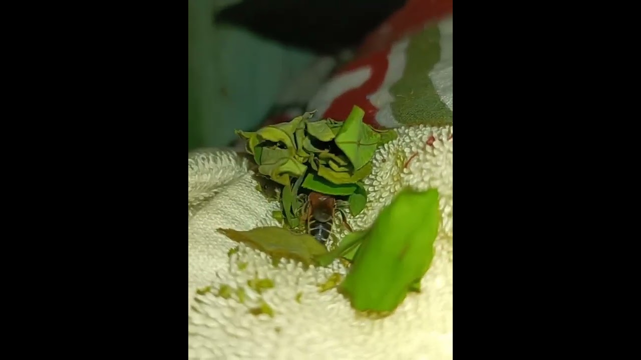 How Leafcutter bees build room out of leaves