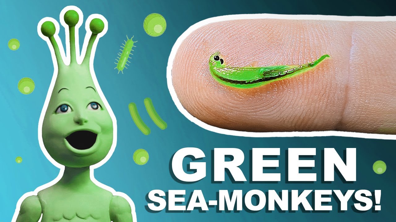Green Sea-Monkeys! | The Secret To Healthy Brine Shrimp