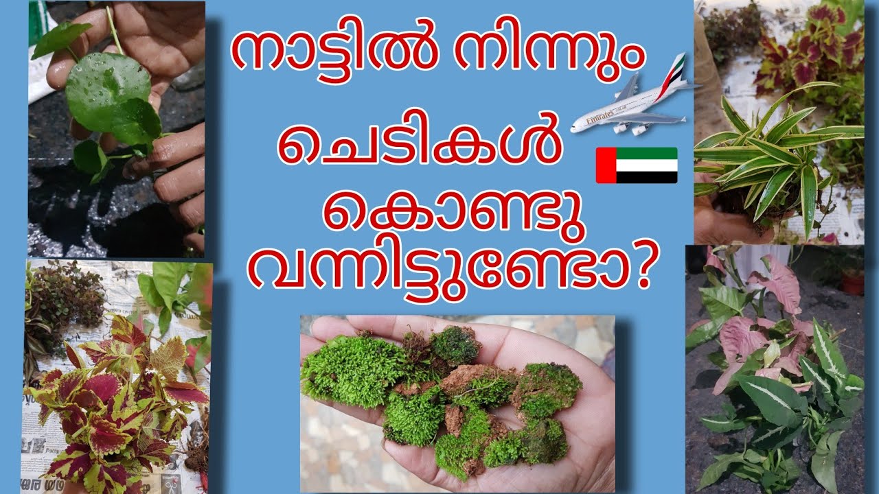 നാട്ടിൽ നിന്നും ചെടികൾ കൊണ്ടുവരുന്നവിധം | How I Bring Plants on an Airplane | How to Fly with Plants