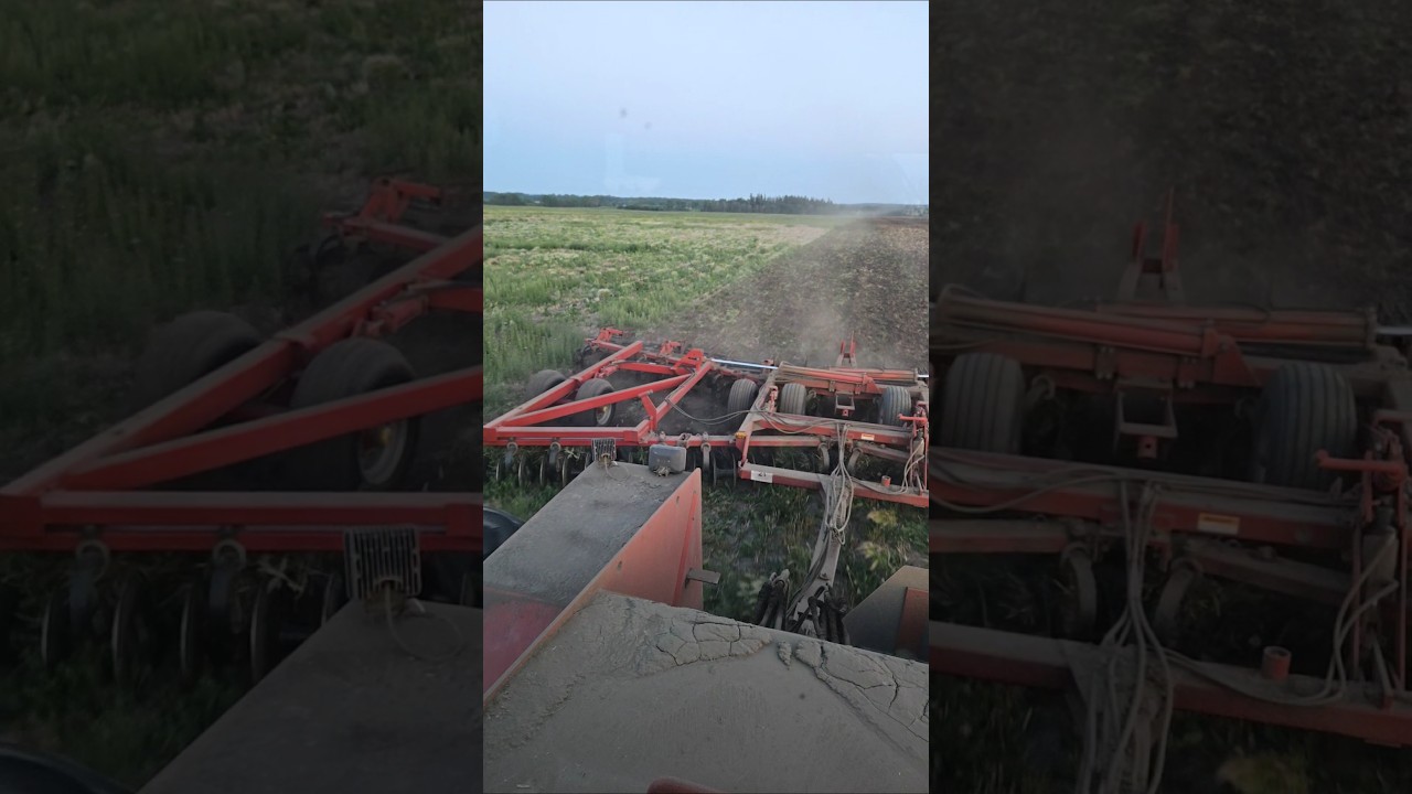 Discing in the midnight sun