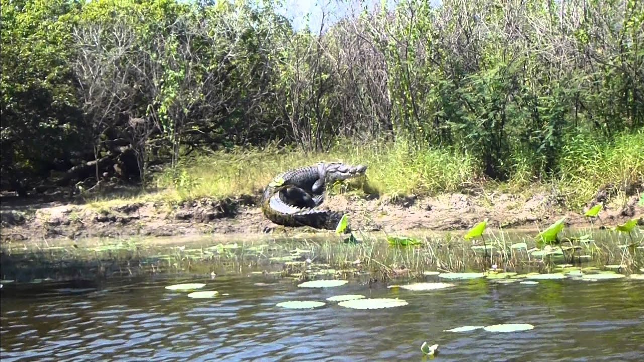 huge croc on bank of Corroboree Billbong