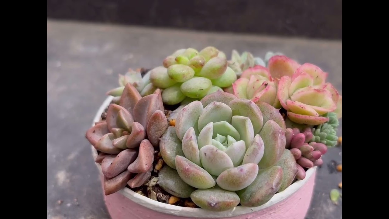 エケベリアをメインにした寄せ植え　 #作業風景 #多肉植物 #多肉寄せ植え #セダム #sedum #suculents 