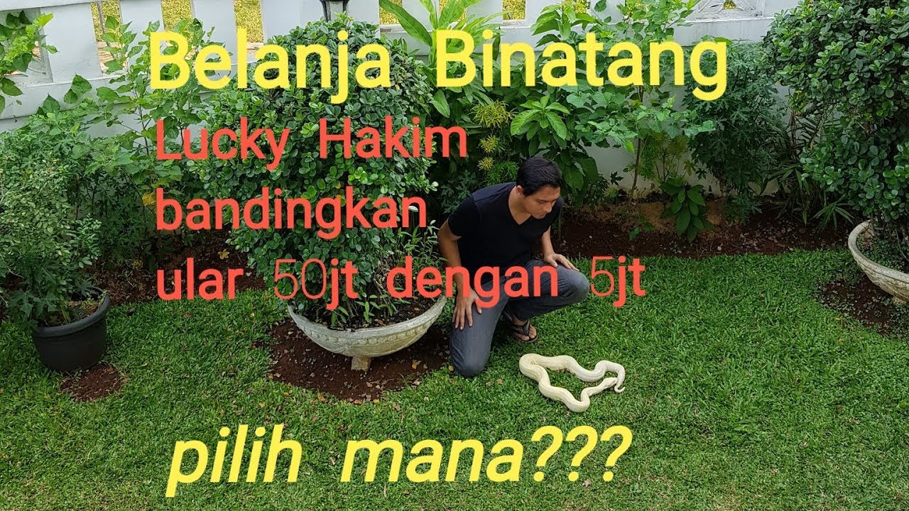 Lucky Hakim bandingkan ular 50 juta dengan 5 juta, pilih mana? - Expensive VS Cheap Snake be like...
