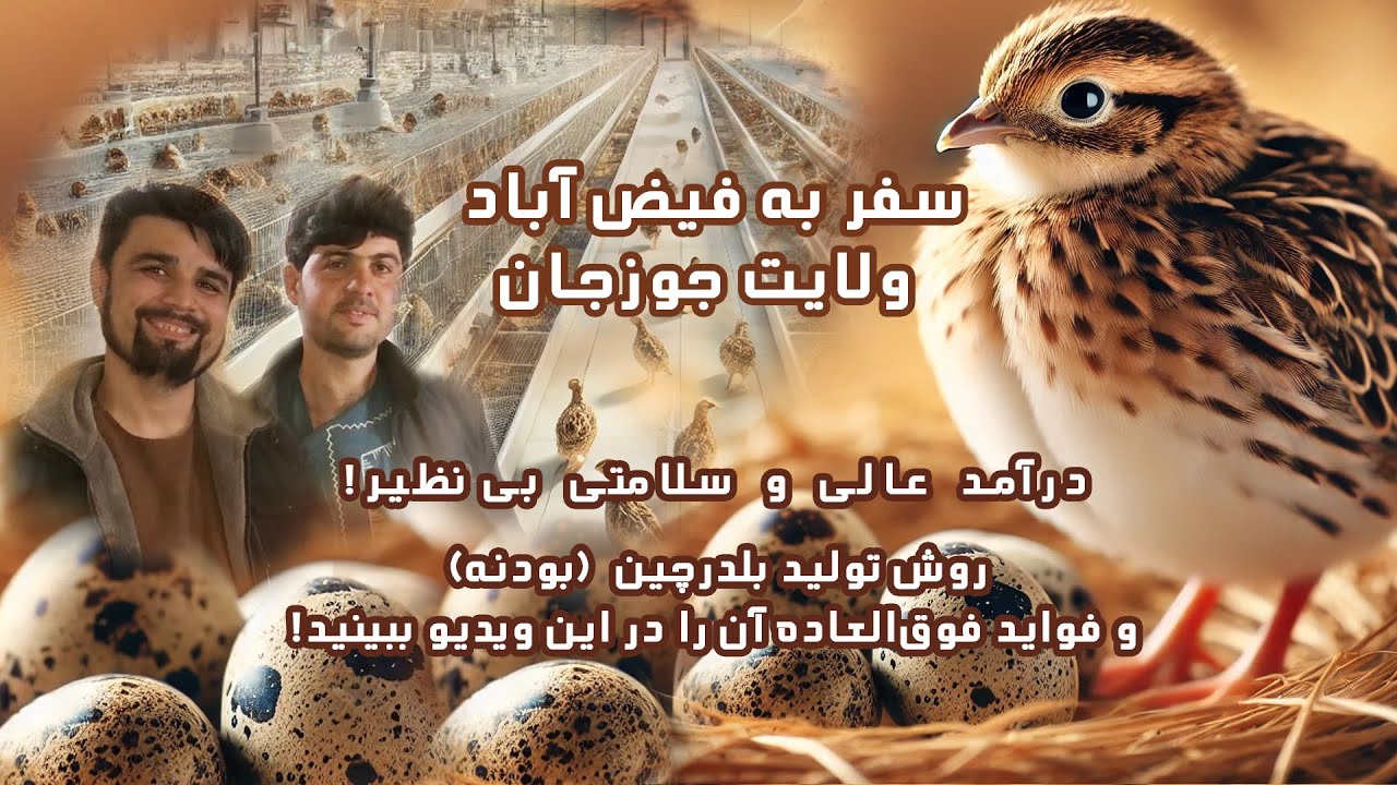 از کمترین تجربه تا بیشترین دستاورد؛ بزرگ‌ترین و پیشرفته‌ترین فارم بلدرچین در تاریخ فیض‌آباد، جوزجان!