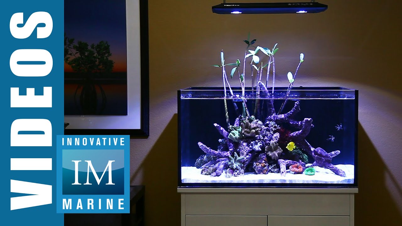 Lagoon Style Aquascaping - Lagoon 50 Gallon by Innovative Marine