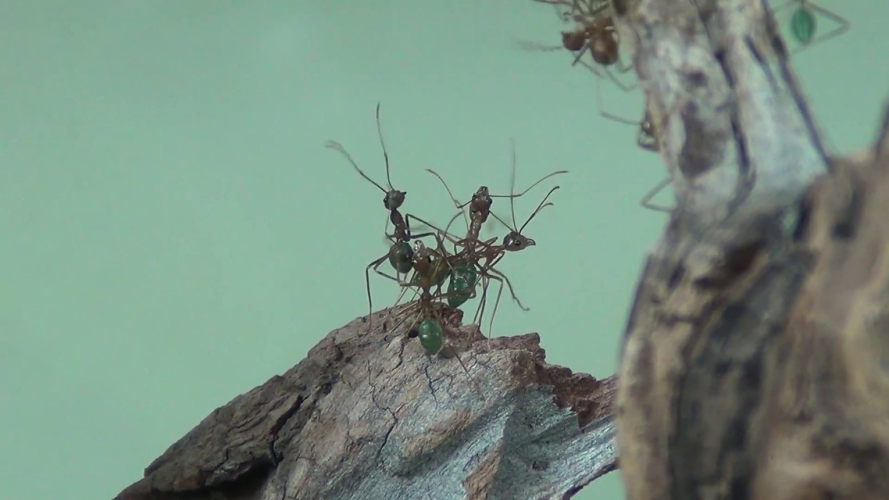 17 07 2017 Oecophylla smaragdina (polygyne)