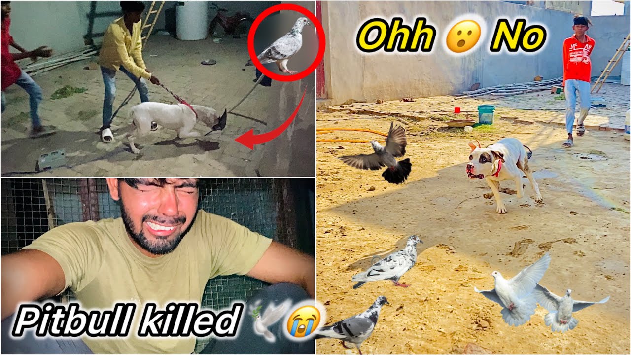 Kabutr marva diya 😭 ( Monster pitbull killed my pigeon 😡