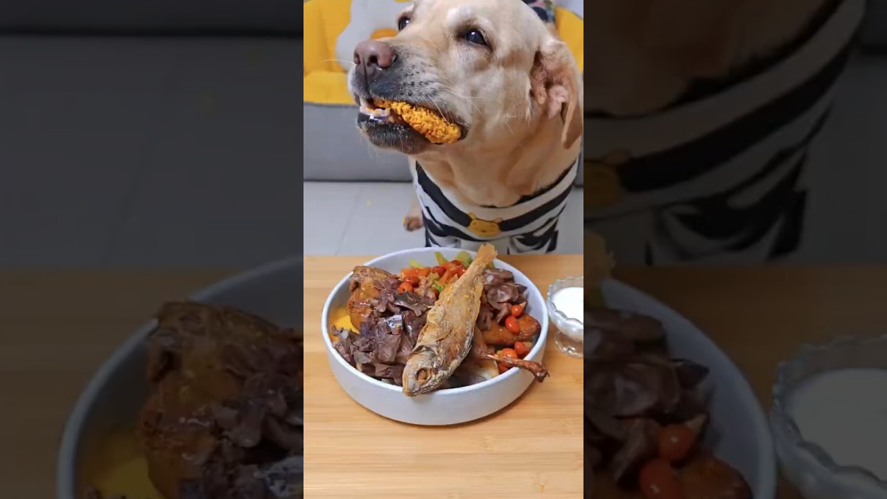Manger de l'oie#,le chien mange mieux que moi #short#video