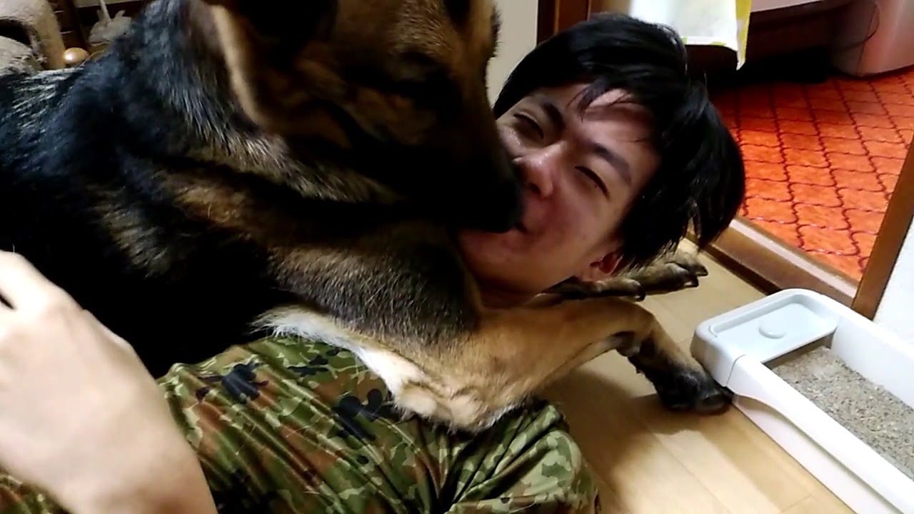 1303 シェパードに熱愛されるお兄ちゃん。栗ちゃんマイペース。