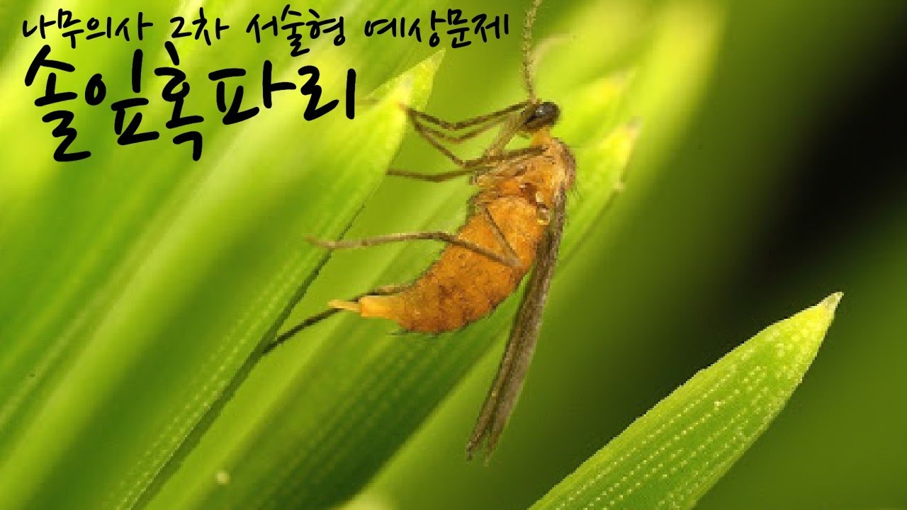 나무의사 2차 예상문제 솔잎혹파리