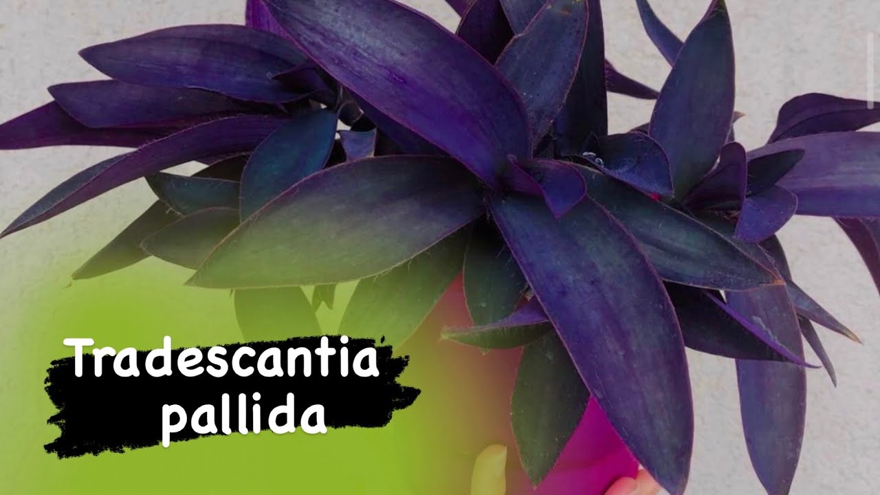 Mor Telgraf Tradescantia pallida bakımı!!