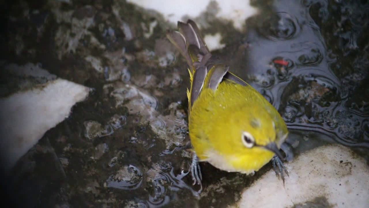 Oriental White Eye - Let's bath.