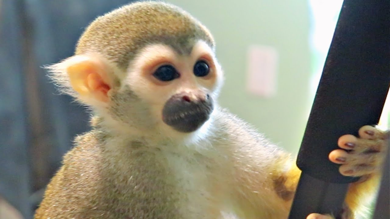 Monkey Ollie Playtime ZOOMIES With Mommy