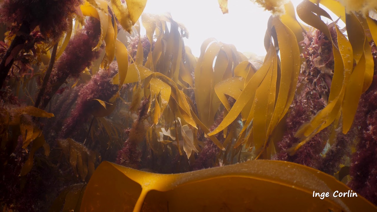 The Kelp at Kastellen - Days in Gulen - Norway
