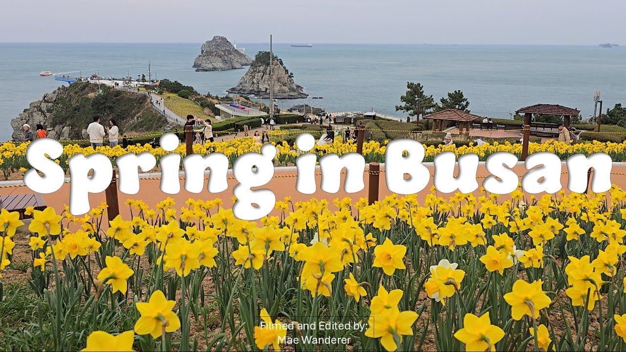 [Spring in Korea 2025] pt.1: Cafe with cats in Busan | Back to Cafe Itti | Daffodils in Oryukdo