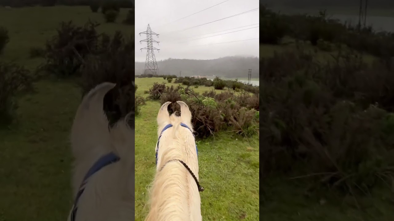 Safaris with @NilgiriHorseSafaris  | Amazing Experience | Ooty Horse riding